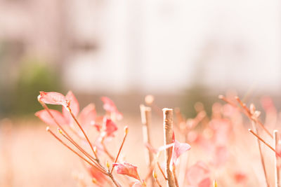 Close-up of dried plants