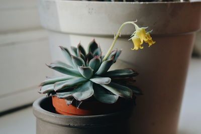 Close-up of potted plant