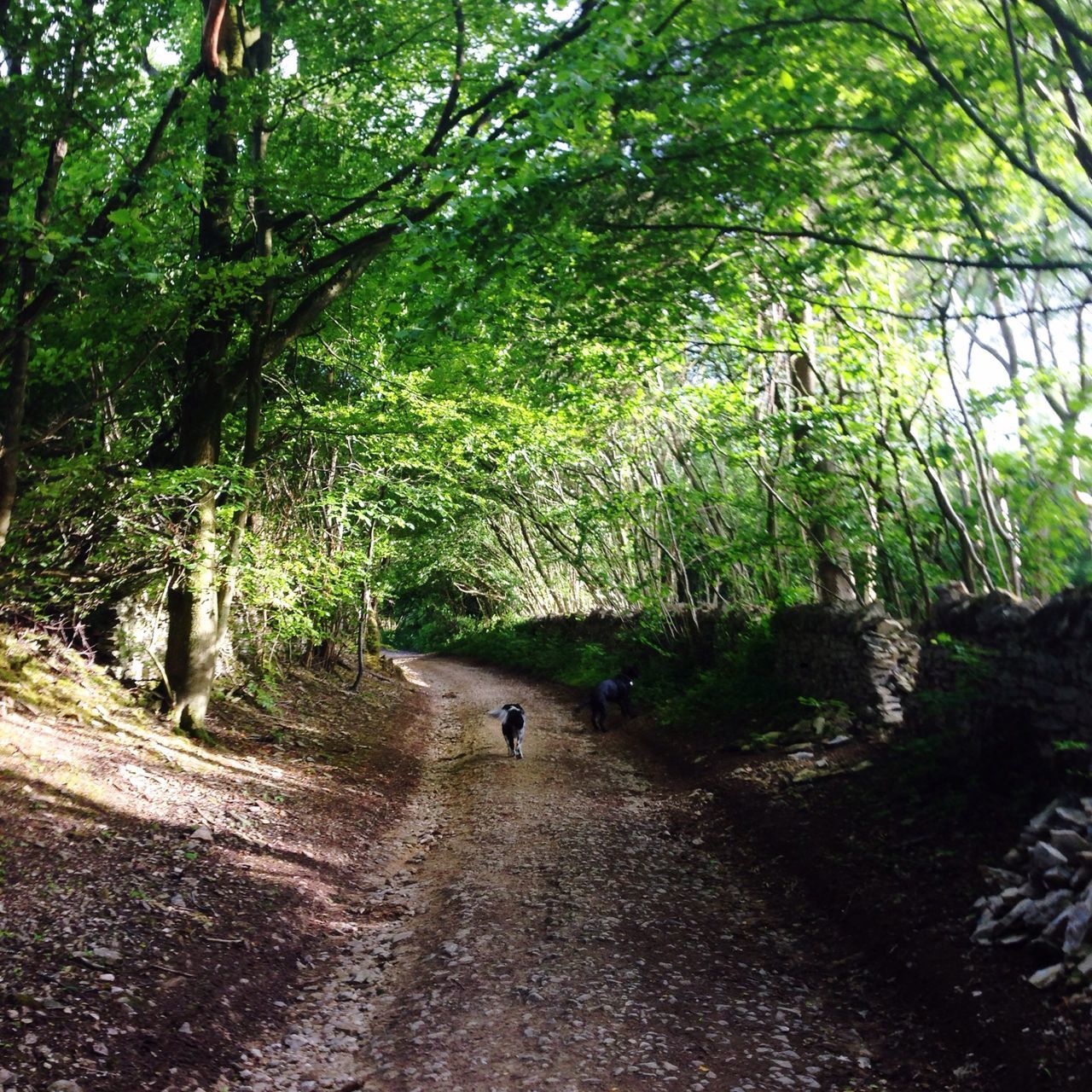 tree, the way forward, forest, growth, tranquility, nature, tranquil scene, dirt road, branch, beauty in nature, footpath, transportation, scenics, tree trunk, green color, diminishing perspective, road, non-urban scene, outdoors, sunlight