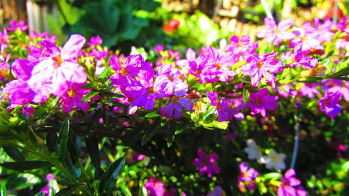 Close-up of pink flowers