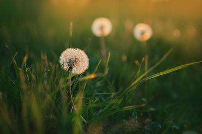 Close-up of dandelion on field