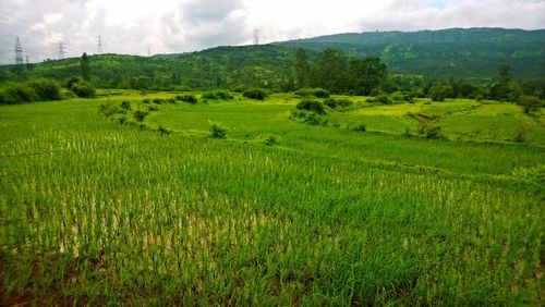 Scenic view of rice field against sky