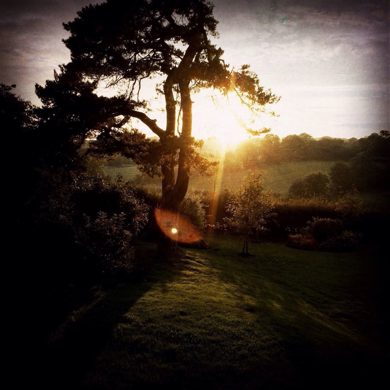 tree, sun, tranquility, tranquil scene, sunlight, sunset, silhouette, sunbeam, beauty in nature, scenics, nature, growth, sky, lens flare, water, idyllic, reflection, outdoors, tree trunk, lake