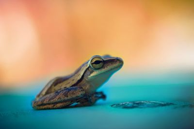 Close-up of frog on turquoise surface