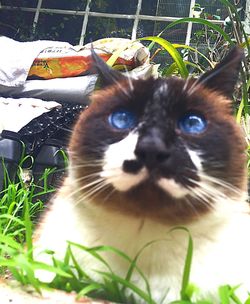 Close-up portrait of cat