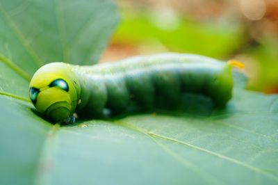 Close-up of insect on leaf