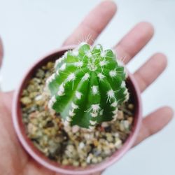 Close-up of hand holding succulent plant