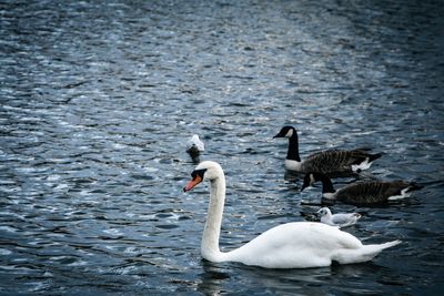 Swans swimming in lake