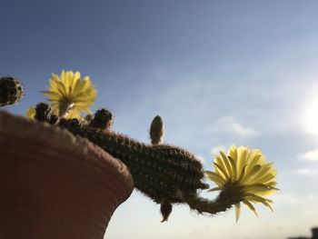 Close-up of sunflower against sky