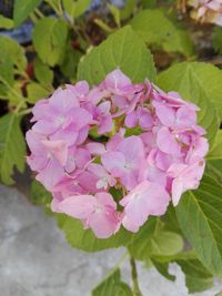 Close-up of pink flowering plant