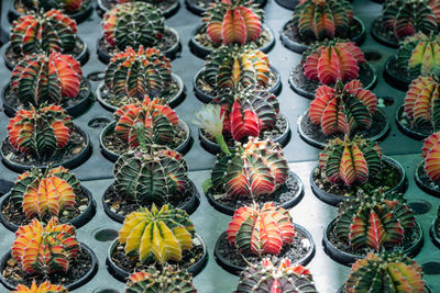 High angle view of succulent plants