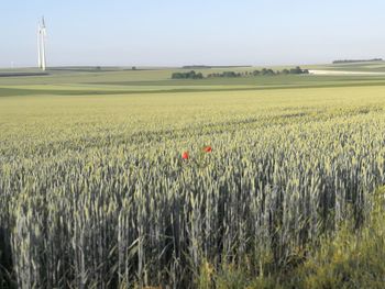 Scenic view of agricultural field against sky