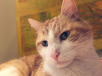 Close-up portrait of a cat