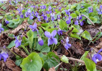 Close-up of purple crocus flowers