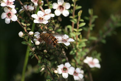 Close-up of white flowers