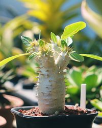 Close-up of potted plant