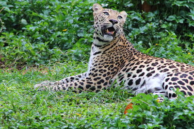 Cat relaxing on field