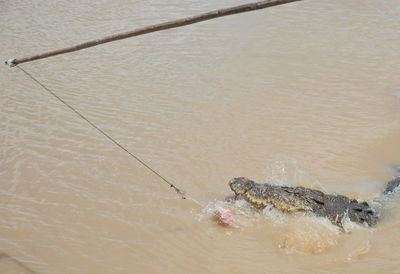 High angle view of turtle in sea