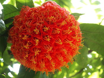 Close-up of red flowers