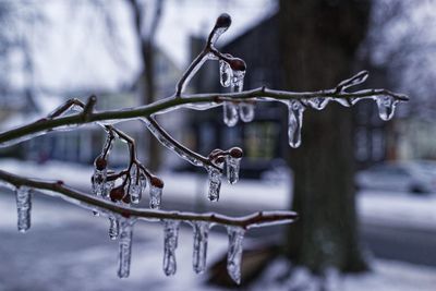 Close-up of icicles on branch