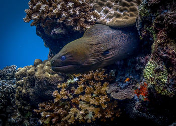 Fish swimming in sea