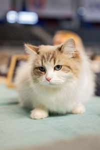 pet