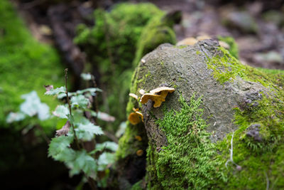 Close-up of lizard on tree