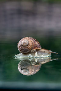 Close-up of snail