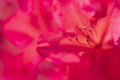 Full frame shot of pink flower