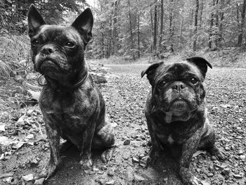 Portrait of dog sitting outdoors