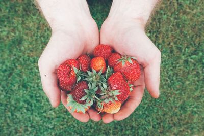 Cropped hands of man holding strawberries over field