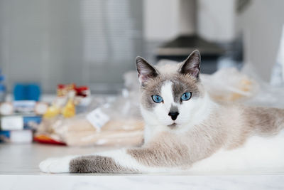 Gray cat laying on the kitchen table. white cat with blue eyes looking at camera. domestic animal