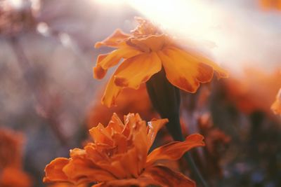 Close-up of orange flowering plant