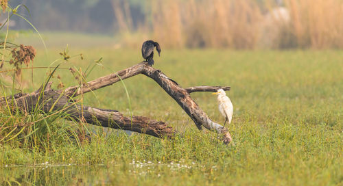 wildlife