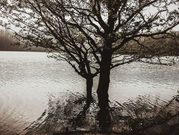 Bare tree by lake against sky