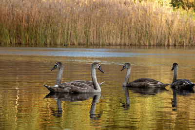 Ducks swimming in lake