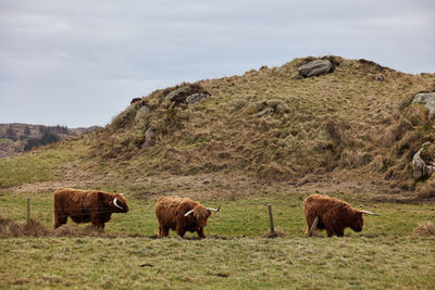 Group of scottish alpine cow grazing on a farm. ireland, co. donegal