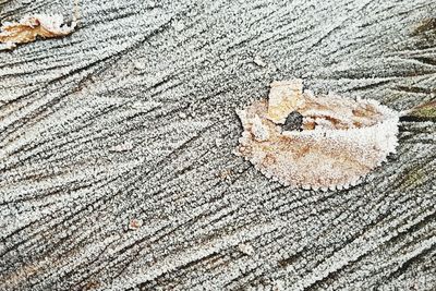 High angle view of leaf