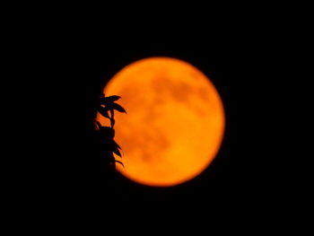 Close-up of orange against sky at night