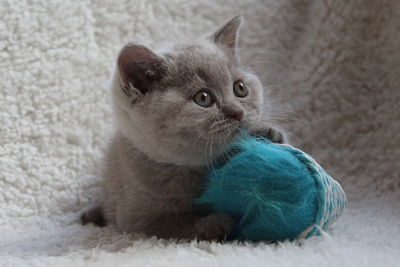 Close-up of cat sitting at home