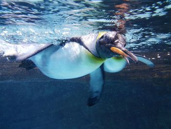 Close-up of penguins swimming in sea