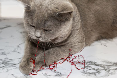 Close-up of a cat on snow