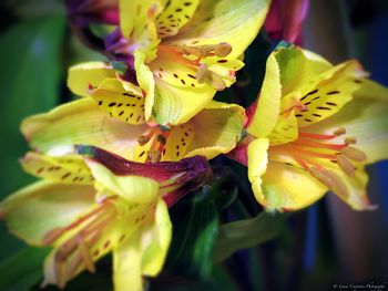 Close-up of fresh yellow flower