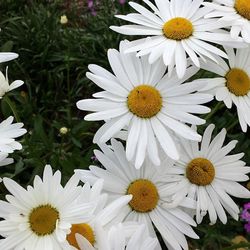 Close-up of white daisy flower