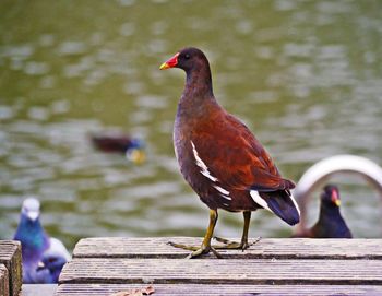 Close-up of bird perching on wood