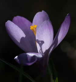 Close-up of purple flowers blooming outdoors