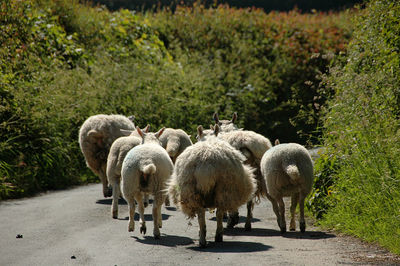 View of sheep walking on road