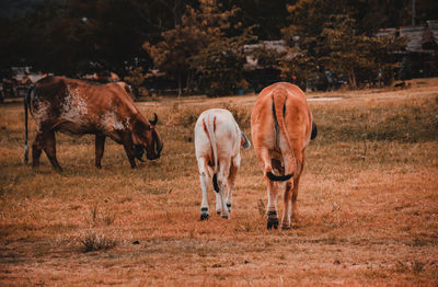 Horses grazing in a field