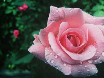 Close-up of wet pink rose blooming outdoors