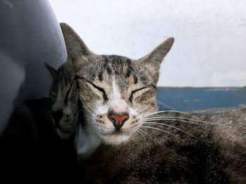 Close-up portrait of a cat